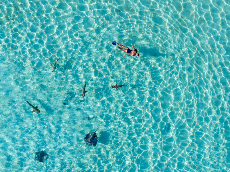 SHARKS AND RAYS MOOREA SOCIETY ISLANDS