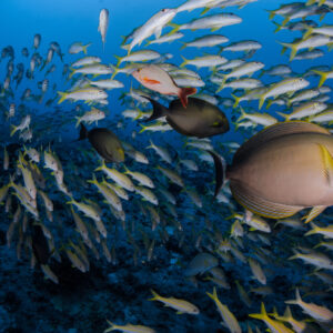 P2_FAKARAVA_Ambiance Passe de FAKARAVA -4_© Frédérique Legrand-1232×816