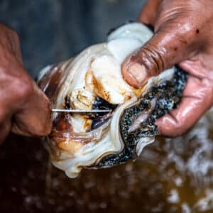 Raivavae-giant clam_photo Tom Fowlks